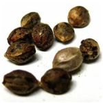 Семена марихуаны АК-47  (Seeds AK-47) в Боровичах